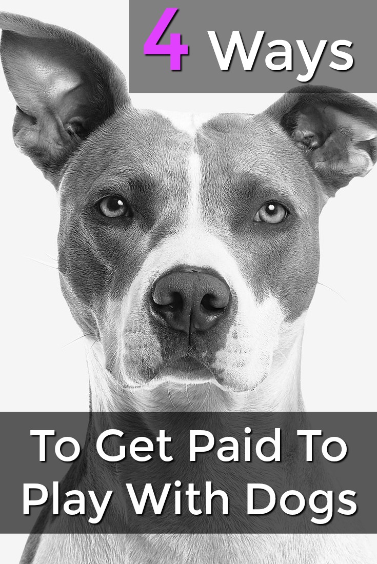 Did you know you could get paid to play with dogs? Here're 4 ways you can make an extra income taking care of animals!